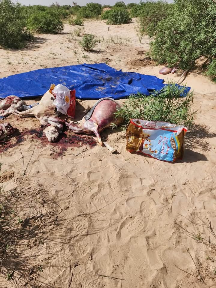 شركة مسالخ انواكشوط تضبط لحوما مذبوحة بطرق غير شرعية